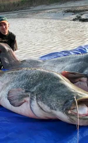 Mekong giant catfish