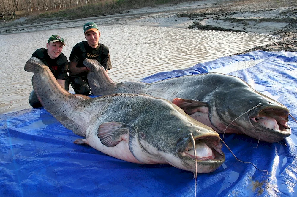 Mekong giant catfish