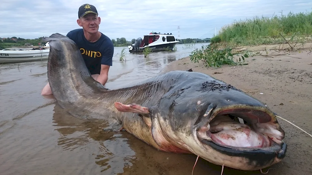 The largest catfish