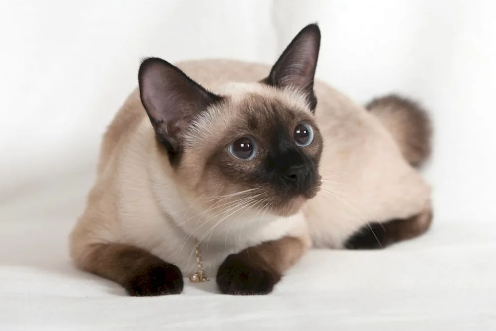 Siamese cat