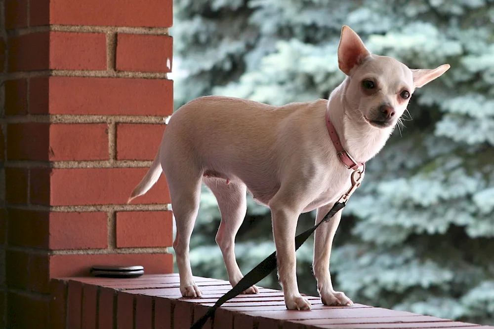 Mexican Chihuahua Cobbies