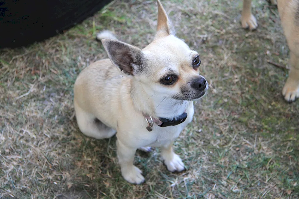 Mexican Chihuahua cobby