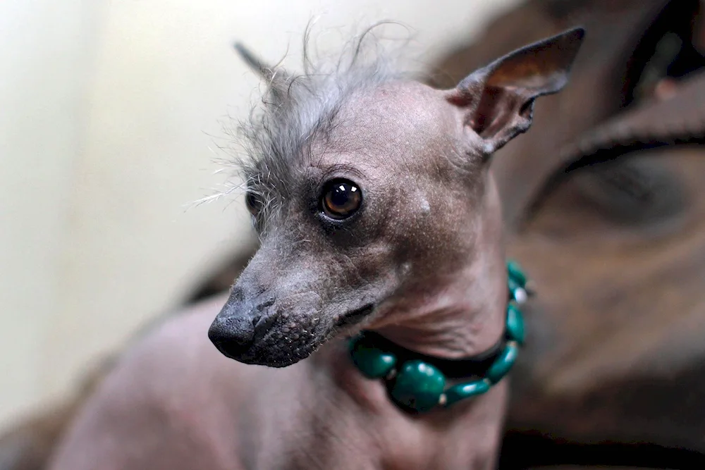 Mexican Crested Dog