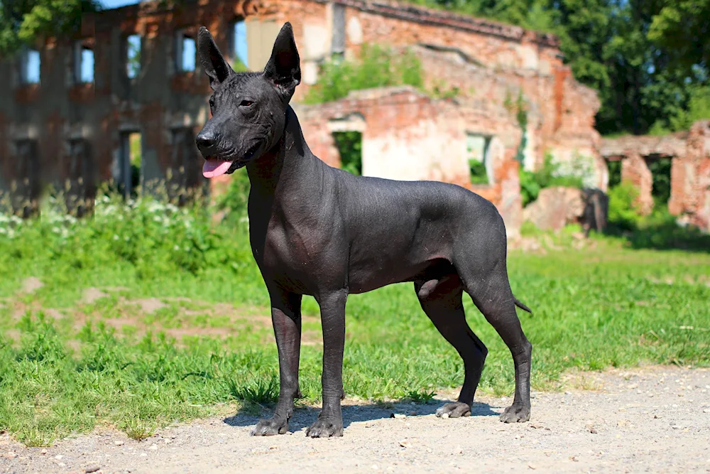 Xoloitzcuintli Crested