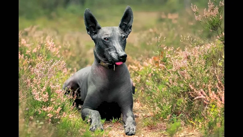 Mexican bald dog Xoloitzcuintli