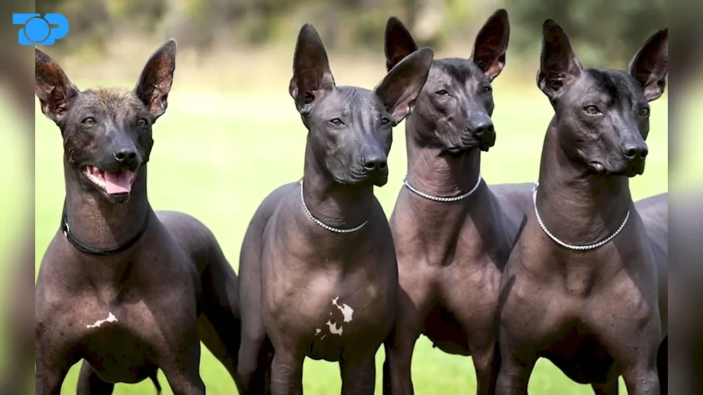 Mexican bald dog Xoloitzcuintli