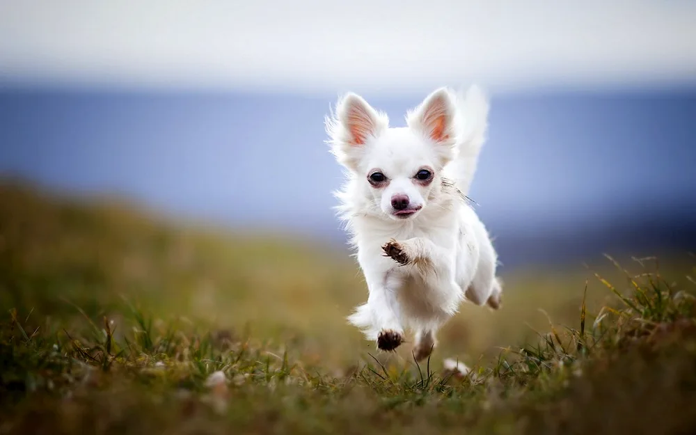 Mexican Chihuahua long-haired