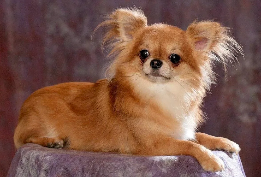 Mexican Chihuahua longhaired