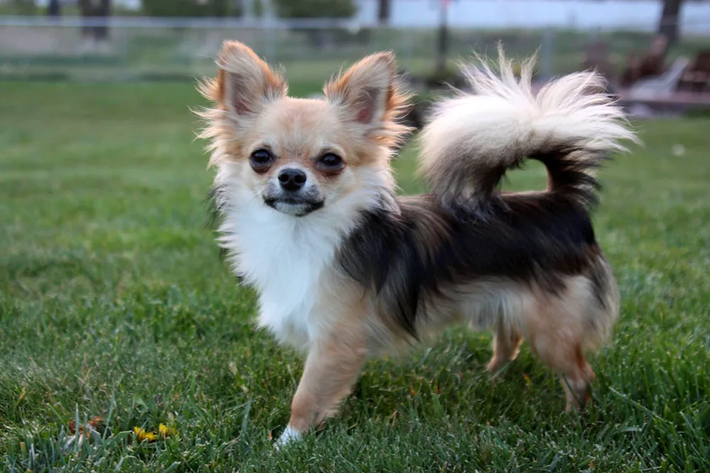 Mexican Chihuahua long-haired