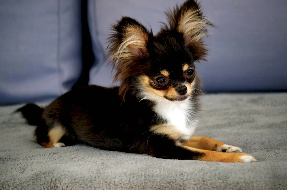 Chihuahua longhair