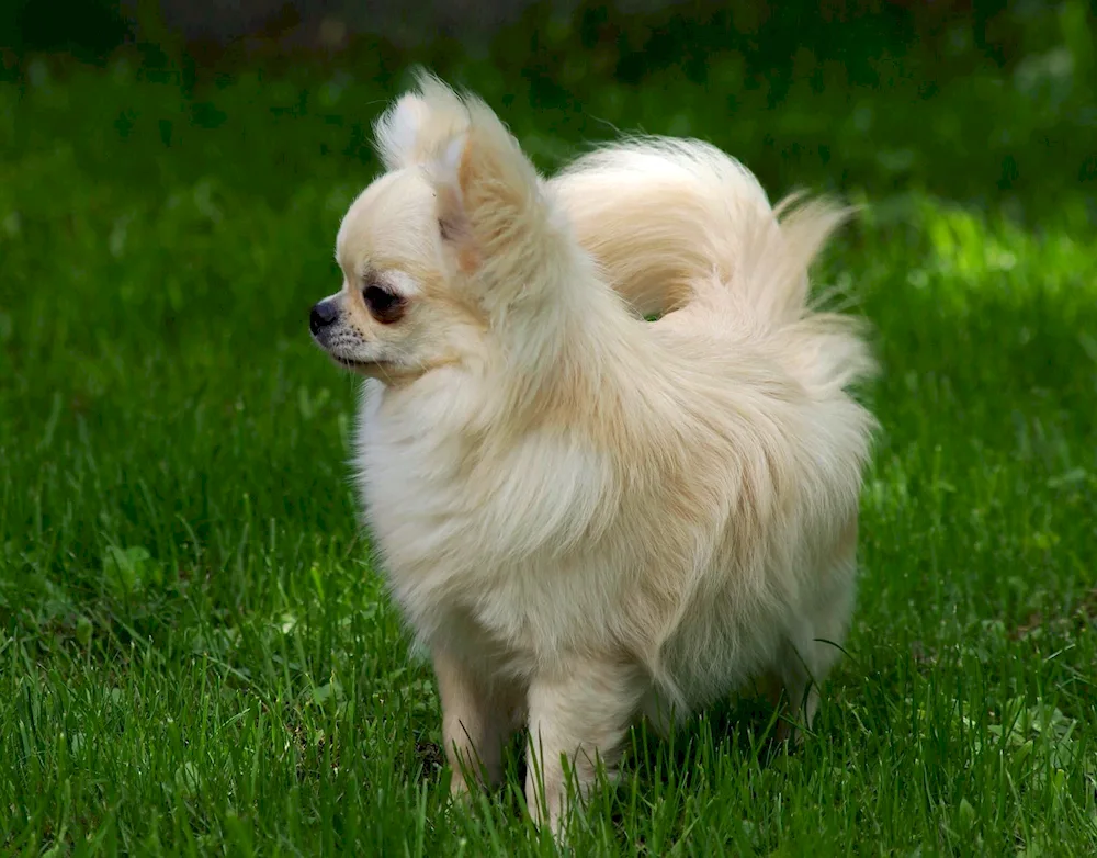 Chihuahua cobbies longhair