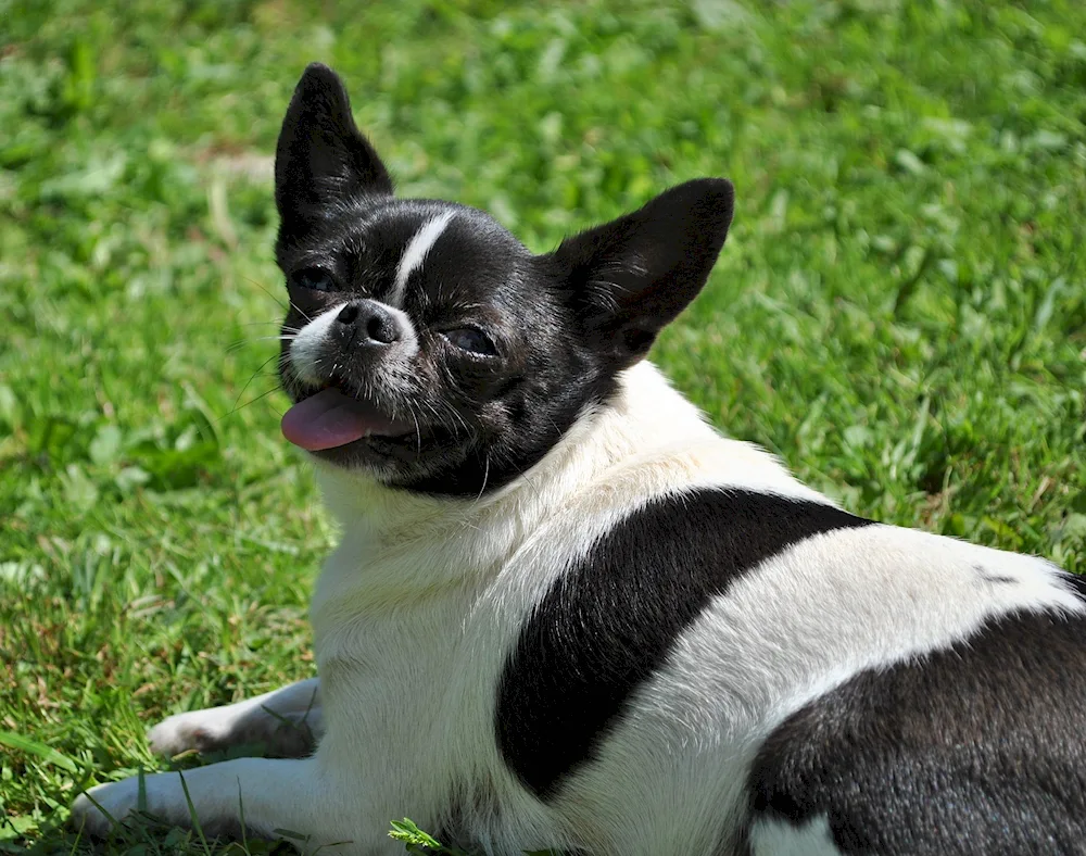 Chihuahua