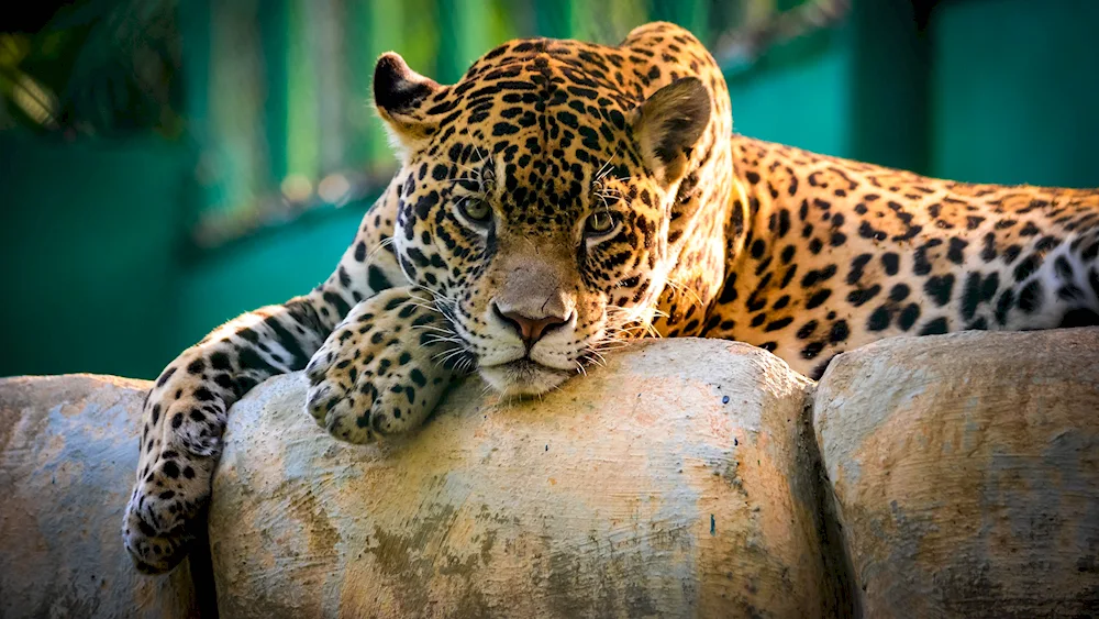 Mexican Jaguar