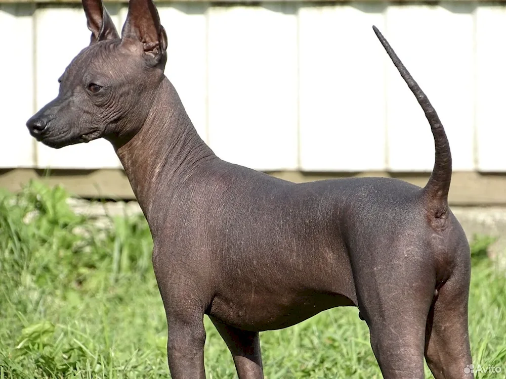 Mexican Xolo dog