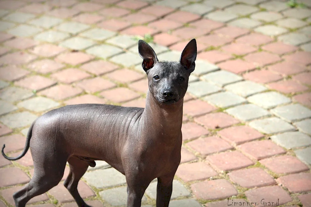 Mexican Xolo dog