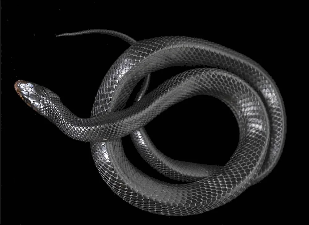 Black mamba snake