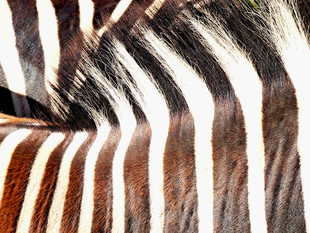 Zebra Colouring 2022