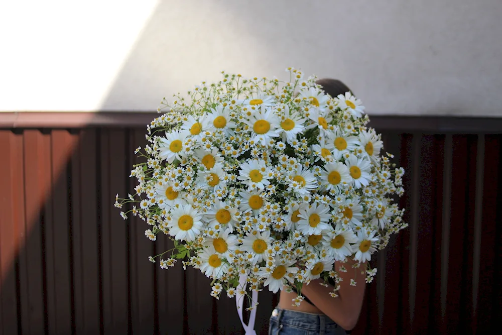 Small bush chamomile