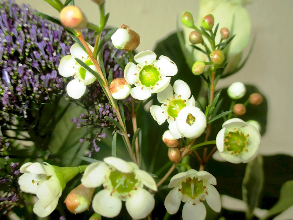 Yellow white flowers