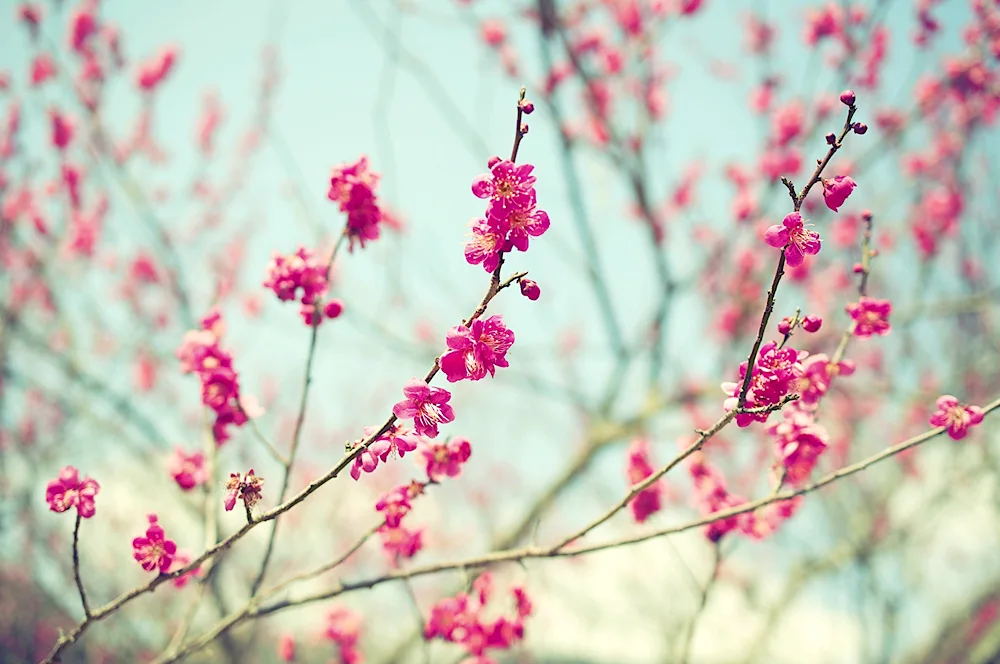 Cherry blossom apple tree