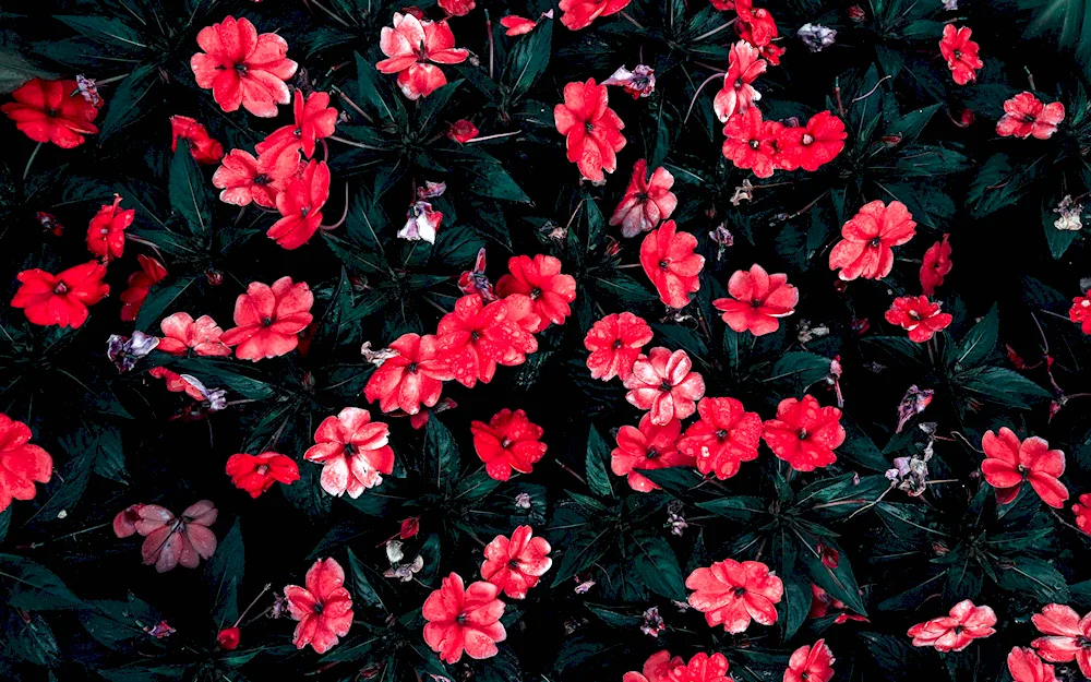 Flowers on a dark background