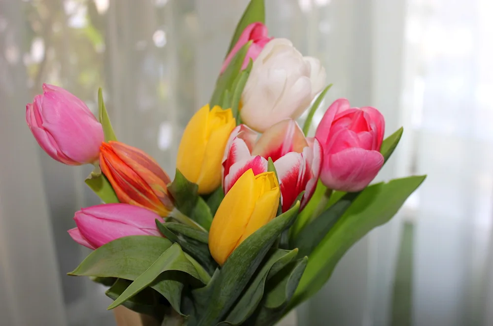 Pion-shaped tulips