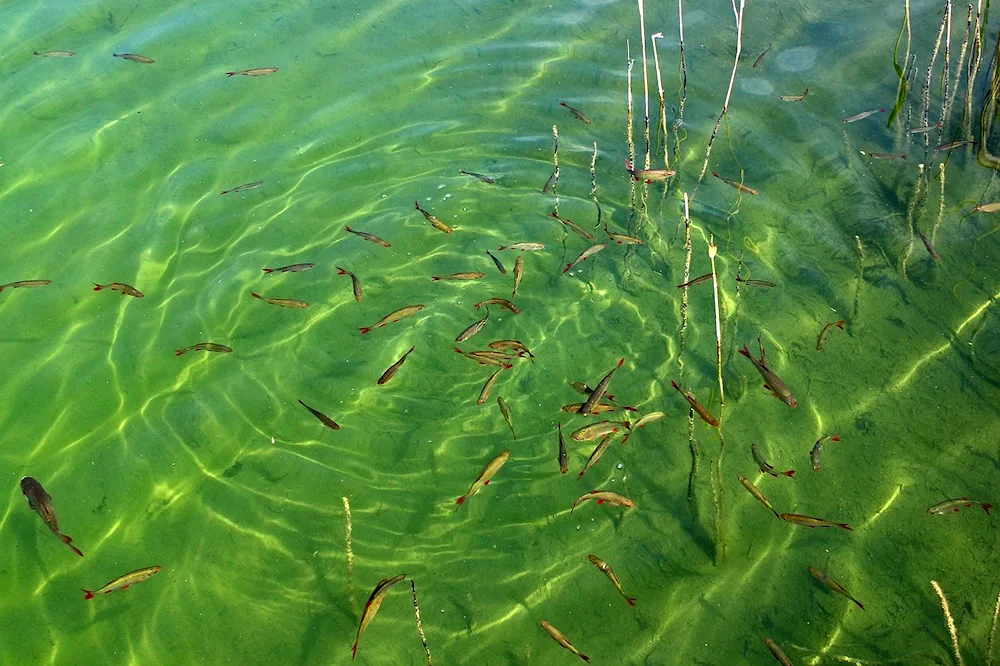 Guppies aquarium fish