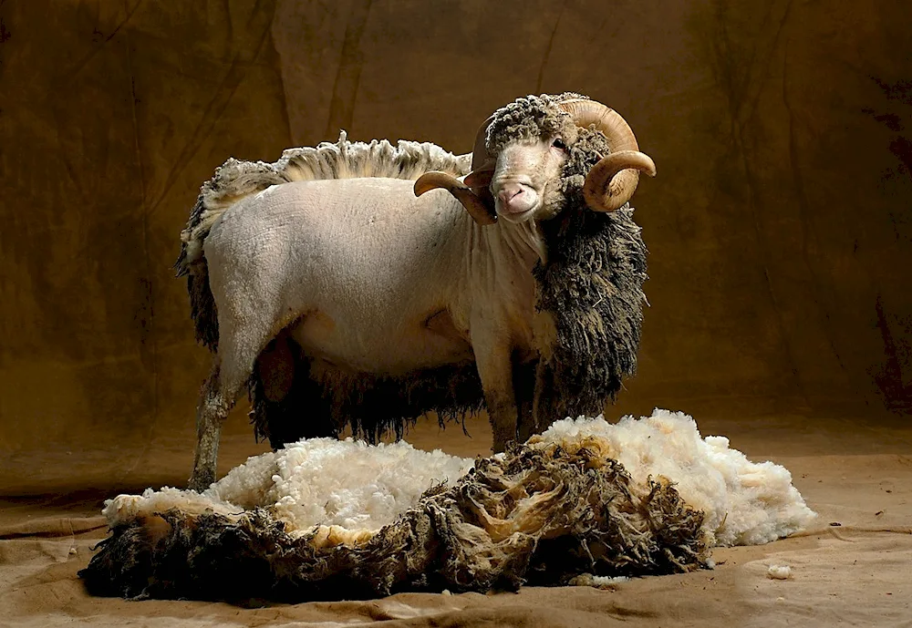 Curly Sheep