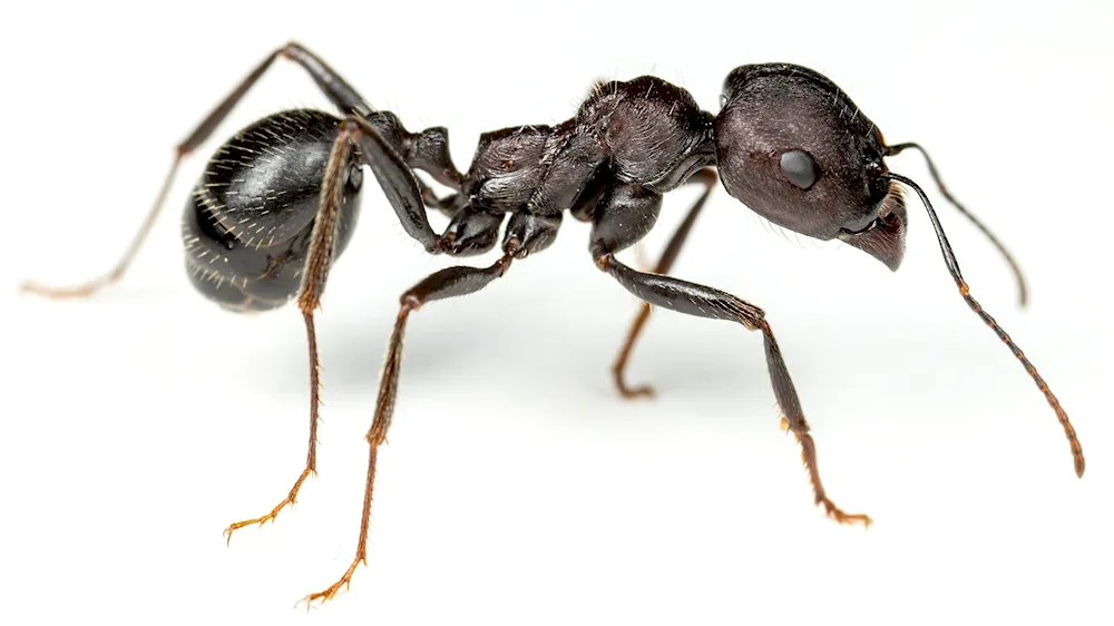 Ecitons burchelli ants