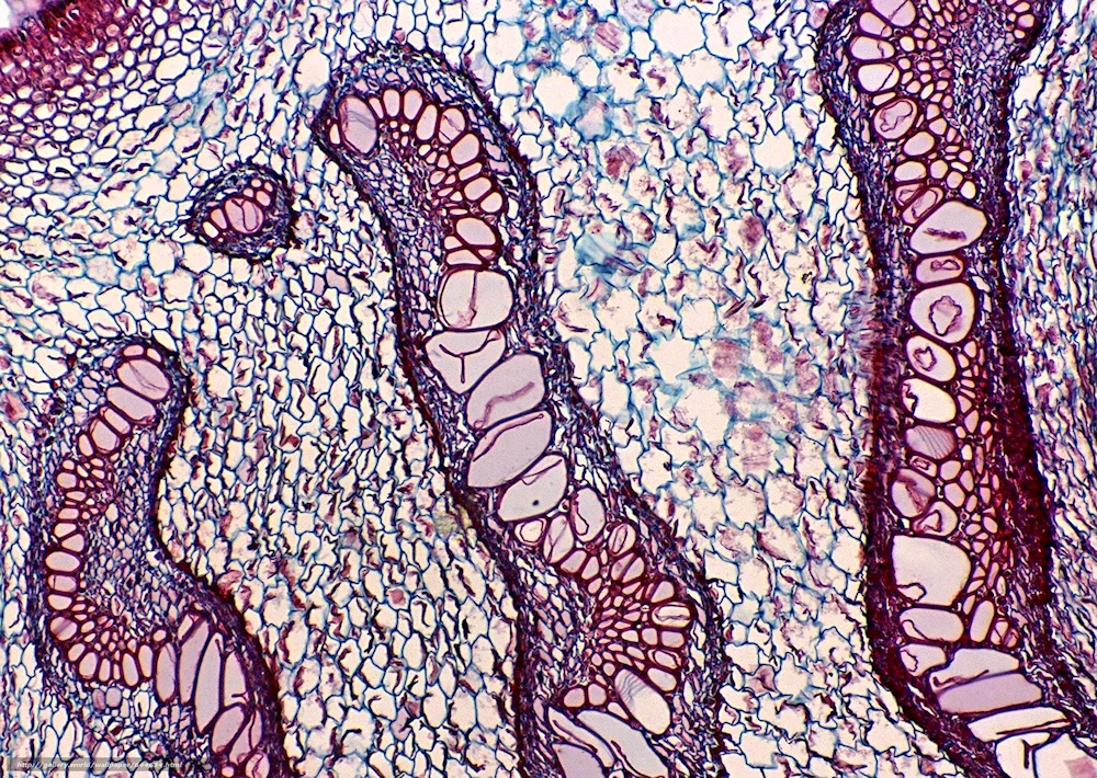 Neuron histology preparation