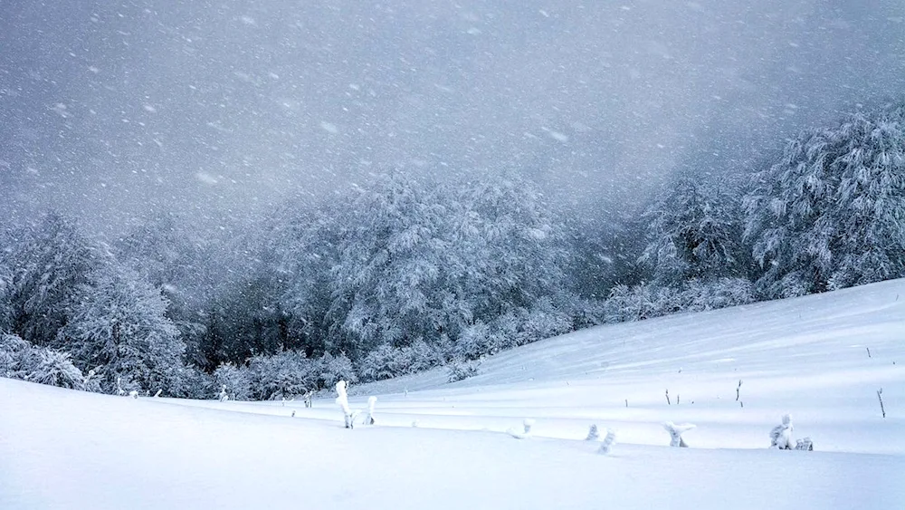 Winter forest