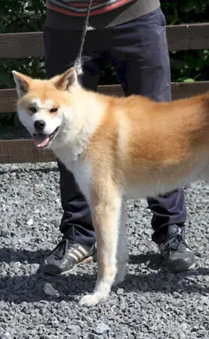 Métis Akita inu