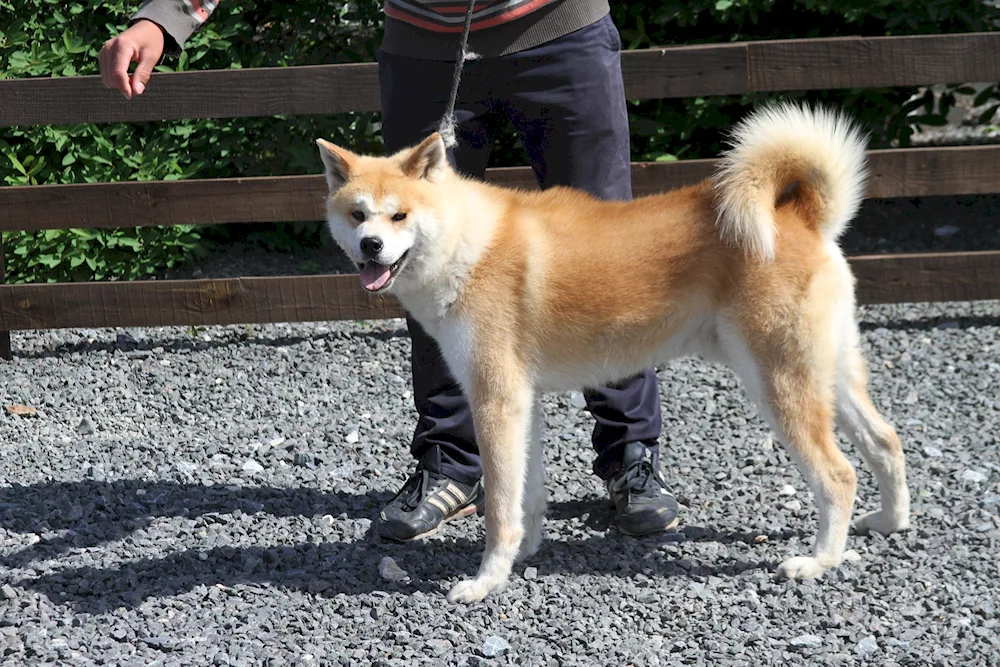 Métis Akita inu