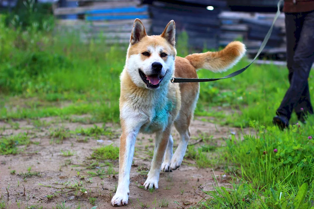 Métis Akita inu