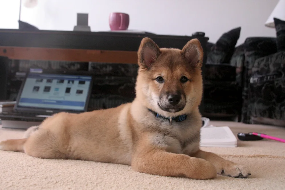 Métis Akita inu