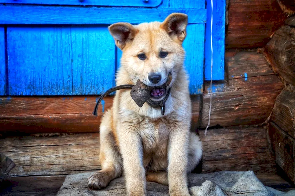 Akita inu