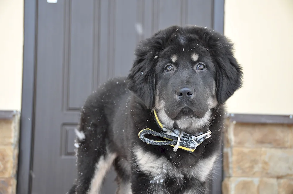 Mestiz Alabai Tibetan mastiff