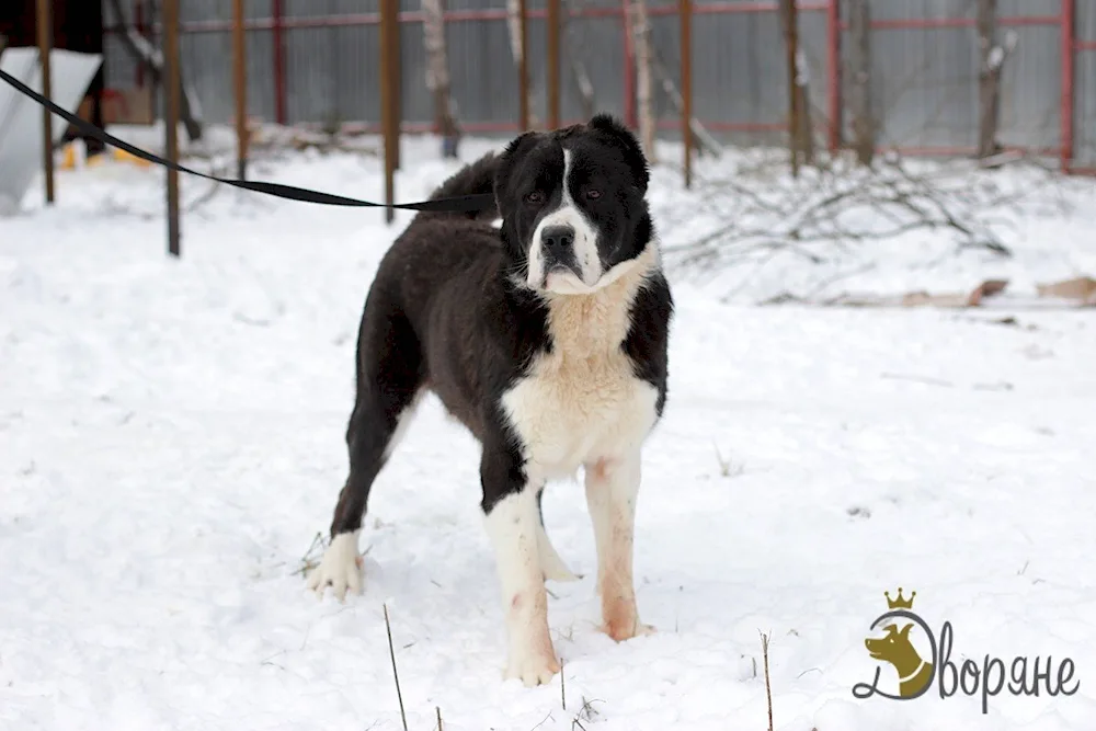 Métis Alabai and mongrel black