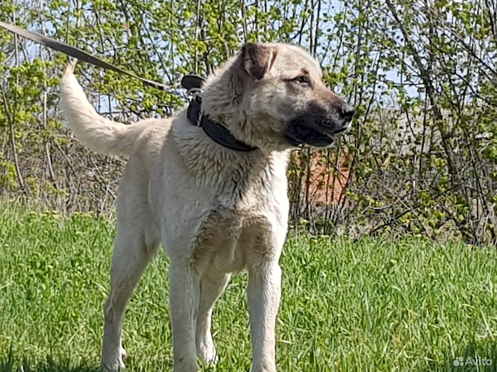 Métis Alabai and mongrel