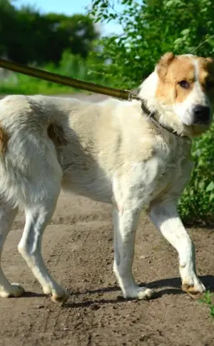 Métis Alabai and husky