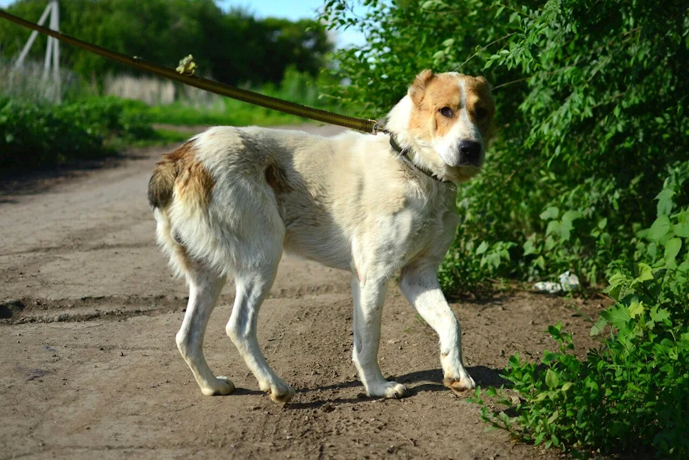 Métis Alabai and husky