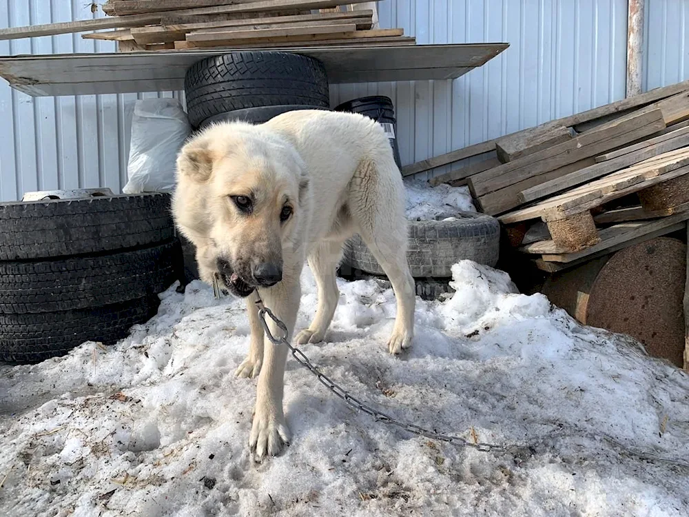 Métis Alabai and husky puppy