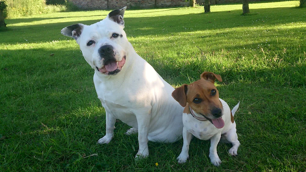 French bulldog métisBoston terrier and French bulldog