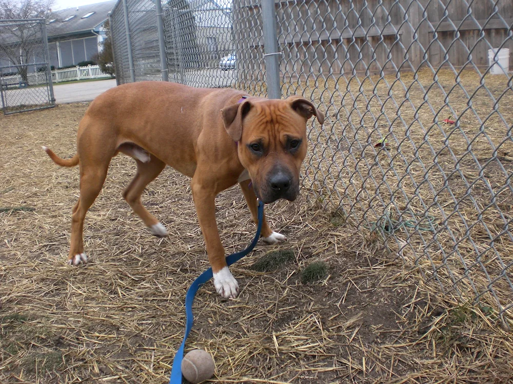 American Staffordshire terrier métisGrievous Staffordshire terrier