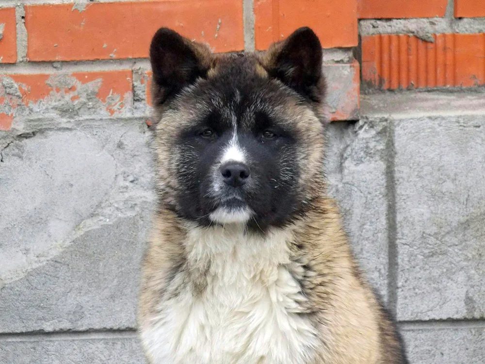 Métis American Akita