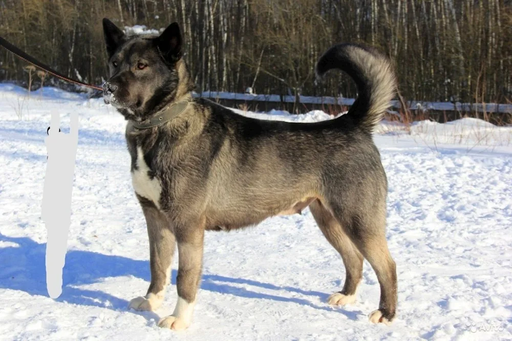 American Akita. Akita inu