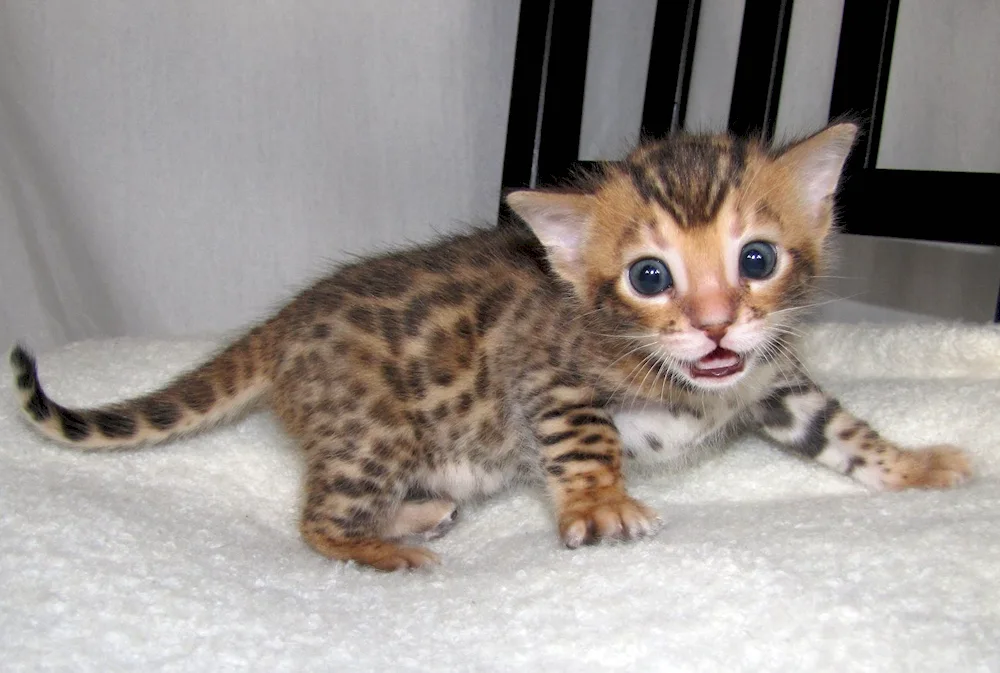 Bengal cat mestizo