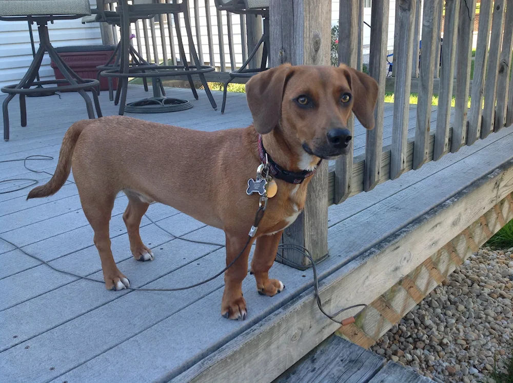 Pitbull and dachshund mix