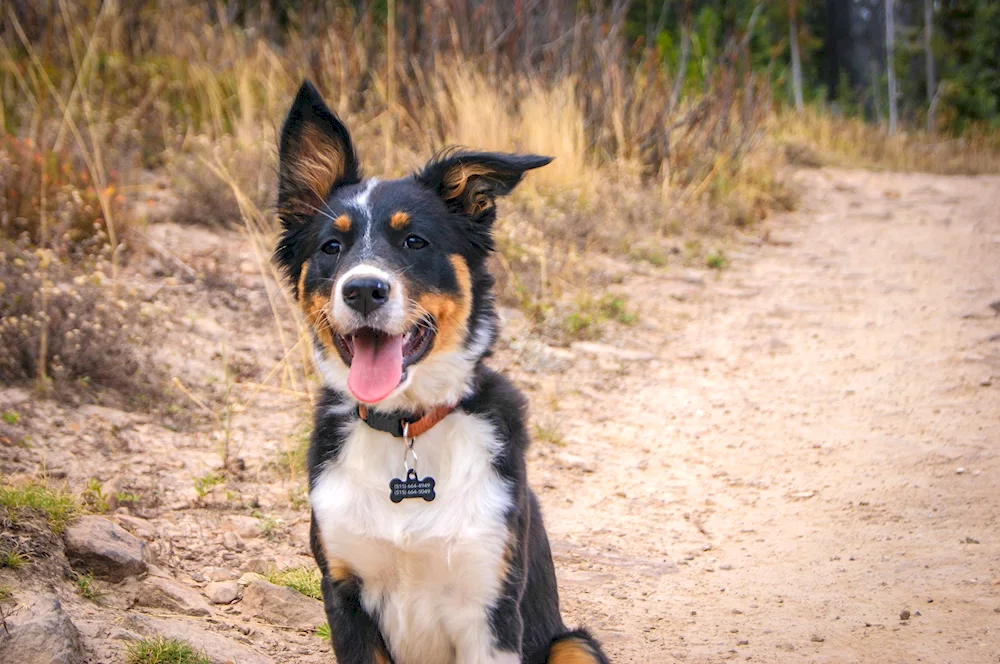 Boseron métis doberman