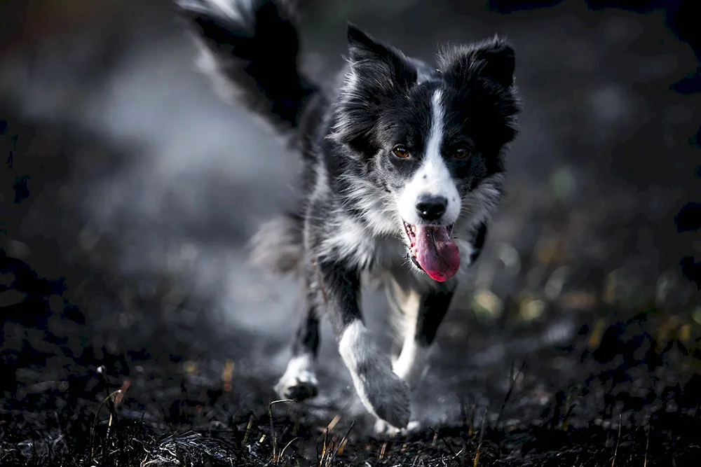 Border collie mix